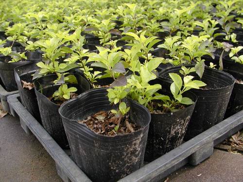 藥用植物、花草樹木產銷照片集錦