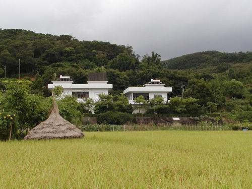 坑子的稻田與稻米