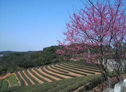 位於林口台地的邱厝茶園